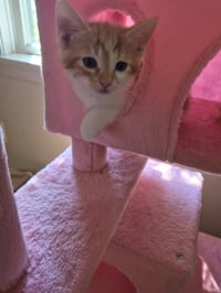 C326 Litter Cosmos-ADOPTED - Photo 4