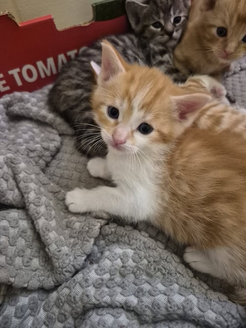 C326 LITTER COSMOS - Domestic Medium Hair / Tabby for adoption in Ann Arbor