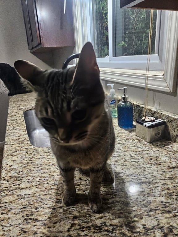 Mooshi [bonded with Panther] Image
