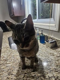 Mooshi [bonded with Panther] - Photo 1