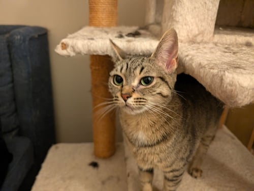MOOSHI - Domestic Short Hair / Tabby for adoption in Ann Arbor