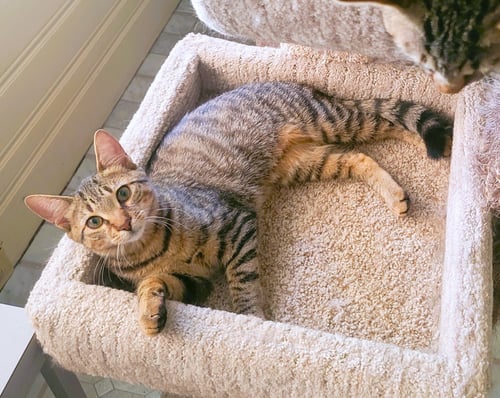C211 LITTER JENNIE - Domestic Short Hair / Tabby available for adoption