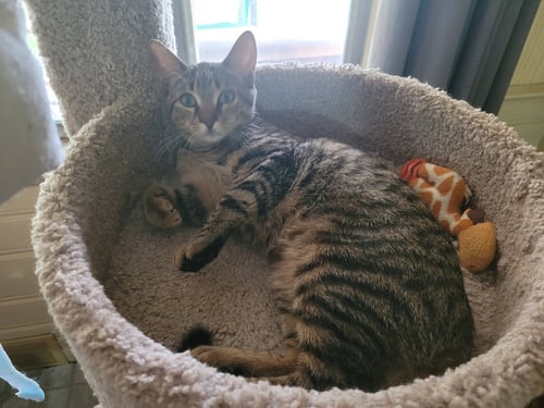 C211 LITTER JENNIE - Domestic Short Hair / Tabby available for adoption