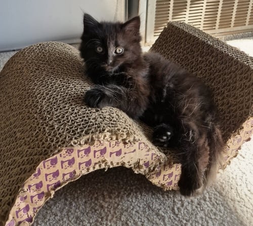 SUMMER - Domestic Long Hair for adoption in Ann Arbor