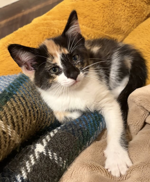 C331 Litter Blaze Image