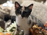 C331 Litter Blaze - Photo 2