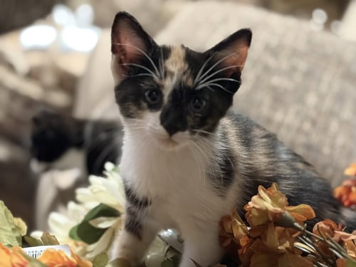 C331 LITTER BLAZE - Domestic Short Hair / Calico available for adoption