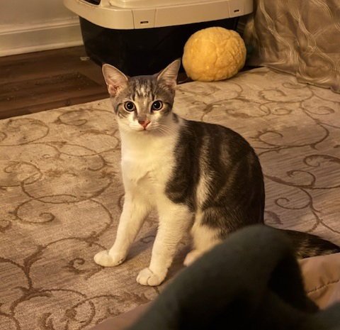 C316 Litter Ash Image
