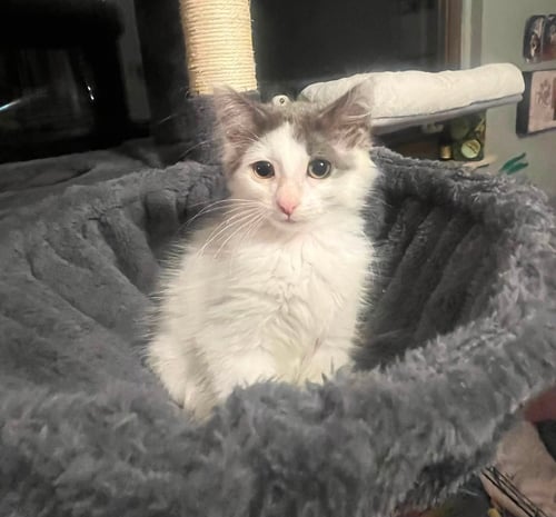 C330 LITTER EMMY - Domestic Long Hair available for adoption