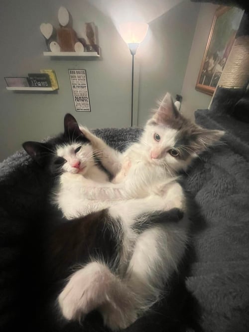 C330 LITTER EMMY - Domestic Long Hair available for adoption