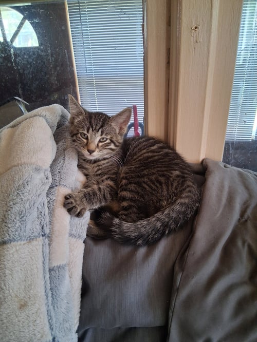 C324 LITTER FRANKIE - Domestic Short Hair / Tabby available for adoption