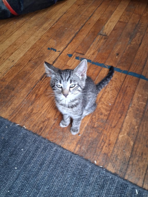 C324 Litter Frankie Image