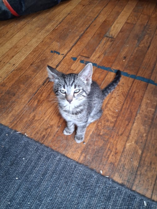 C324 LITTER FRANKIE - Domestic Short Hair / Tabby available for adoption