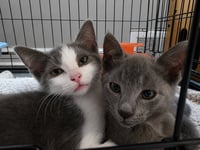 C329 Litter Miso - Photo 1