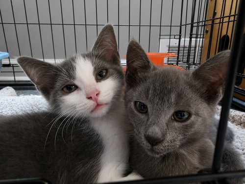 C329 LITTER MISO - Domestic Short Hair / Tabby available for adoption