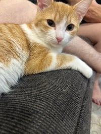 C316 Litter Ginger Pop - Photo 2