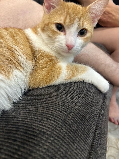 C316 LITTER GINGER POP - Domestic Short Hair / Tabby available for adoption