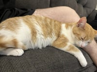 C316 Litter Ginger Pop - Photo 3