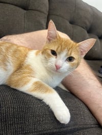 C316 Litter Ginger Pop - Photo 1