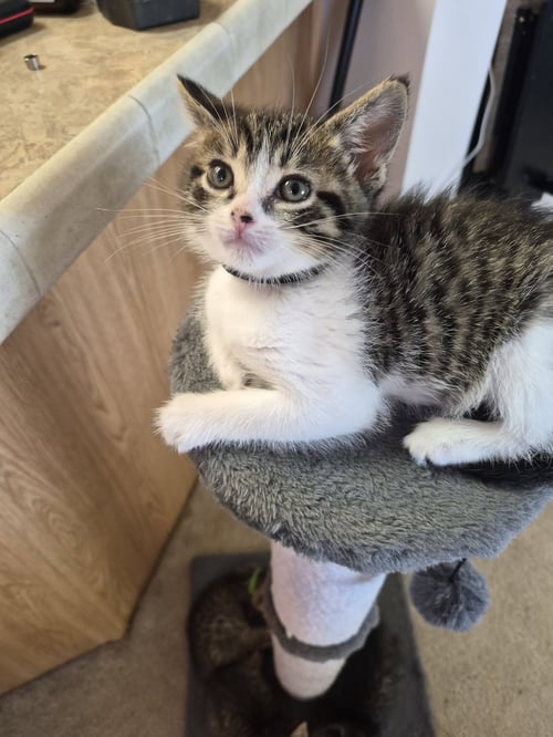 C327 LITTER TAMMY - Domestic Medium Hair / Tabby for adoption in Ann Arbor