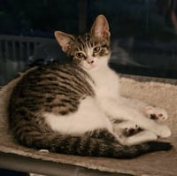 C327 Litter Tammy - Photo 4