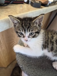 C327 Litter Tammy - Photo 2