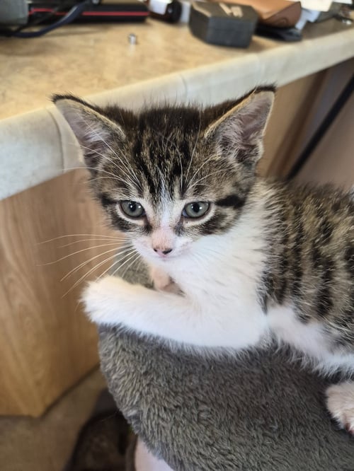 C327 LITTER TAMMY - Domestic Medium Hair / Tabby available for adoption
