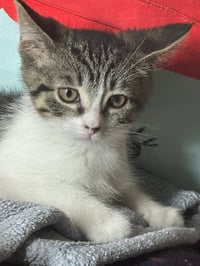 C327 Litter Tammy - Photo 3