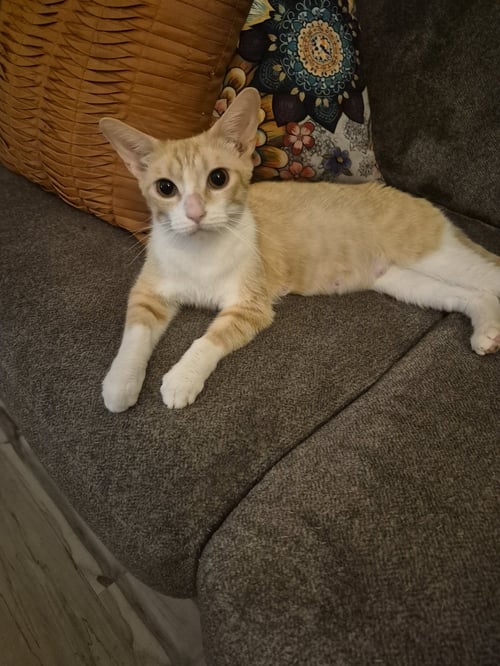 C326 LITTER POSEY, MOM - Domestic Short Hair / Tabby available for adoption