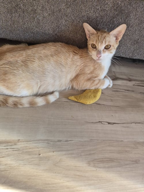 C326 LITTER POSEY, MOM - Domestic Short Hair / Tabby available for adoption