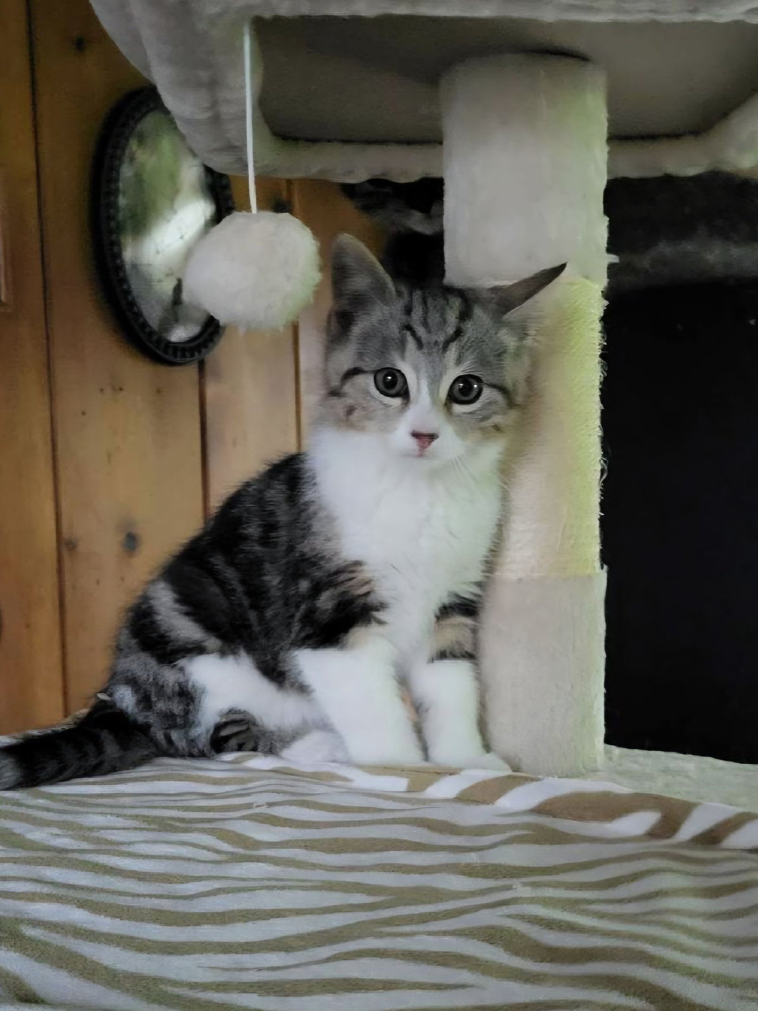 BAXTER - Domestic Medium Hair available for adoption