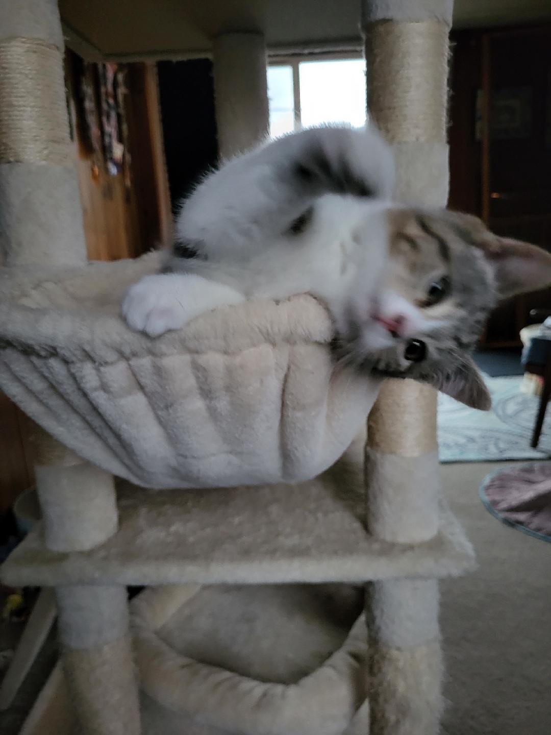 BAXTER - Domestic Medium Hair available for adoption