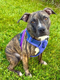 Twig - adoption pending. - Photo 1