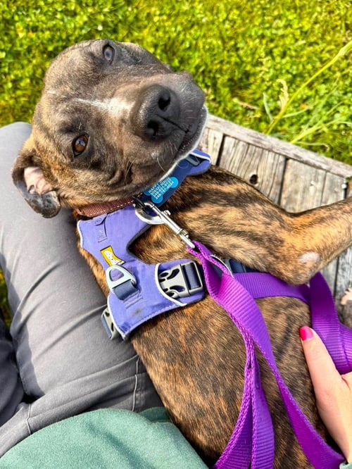 TWIG - ADOPTION PENDING. - Boxer available for adoption