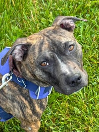 Twig - adoption pending. - Photo 4