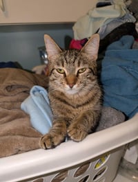 C266 litter Suni lee - Photo 6