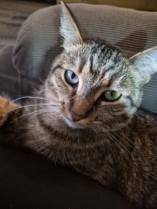 C266 LITTER SUNI LEE - Domestic Short Hair / Tabby for adoption in Ann Arbor