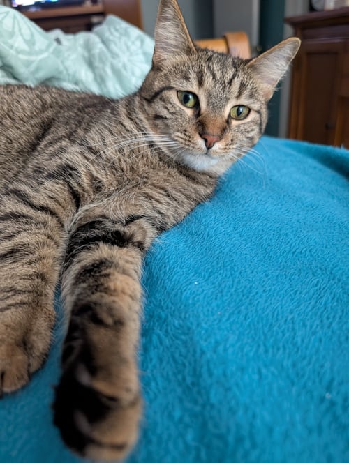 C266 LITTER SUNI LEE - Domestic Short Hair / Tabby available for adoption