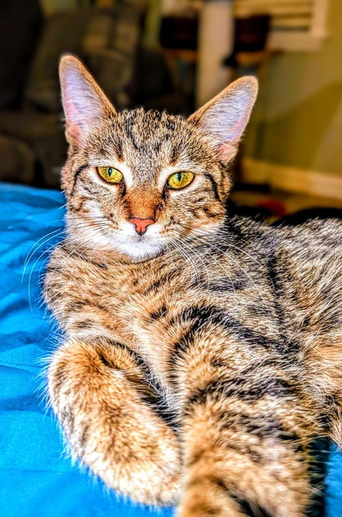 C266 LITTER SUNI LEE - Domestic Short Hair / Tabby for adoption in Ann Arbor