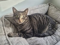 C224 brothers Ollie - Photo 1