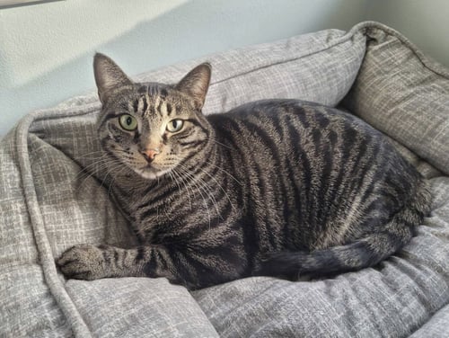 C224 BROTHERS OLLIE - Domestic Short Hair / Tabby available for adoption