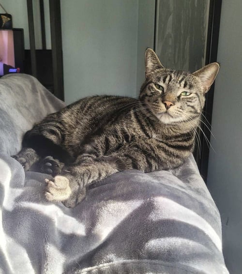 C224 BROTHERS OLLIE - Domestic Short Hair / Tabby available for adoption