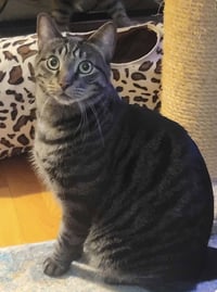 C224 brothers Ollie - Photo 3