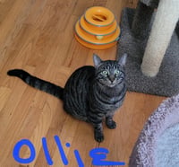 C224 brothers Ollie - Photo 6