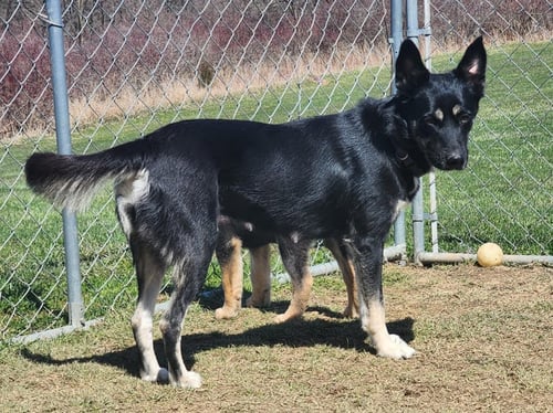 D122 LITTER LUNA, MOM - German Shepherd Dog / Australian Kelpie available for adoption