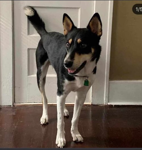 D122 LITTER LUNA, MOM - German Shepherd Dog / Australian Kelpie available for adoption
