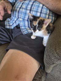C326 Litter Jasmine- ADOPTED - Photo 5