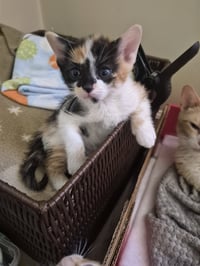 C326 Litter Jasmine- ADOPTED - Photo 3