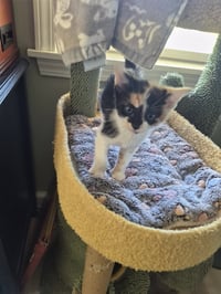 C326 Litter Jasmine- ADOPTED - Photo 4
