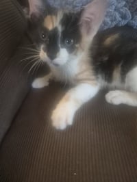 C326 Litter Jasmine- ADOPTED - Photo 7